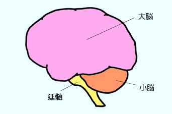 霊長類の脳
