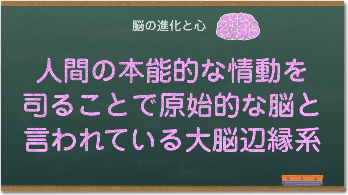 人間の本能的な情動を司ることで原始的な脳と言われている大脳辺縁系