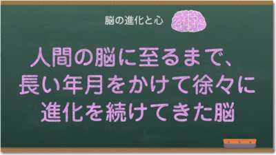 人間の脳に至るまで、長い年月をかけて徐々に進化を続けてきた脳
