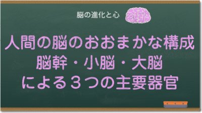 人間の脳のおおまかな構成、脳幹・小脳・大脳による３つの主要器官