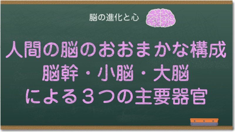 人間の脳のおおまかな構成、脳幹・小脳・大脳による３つの主要器官