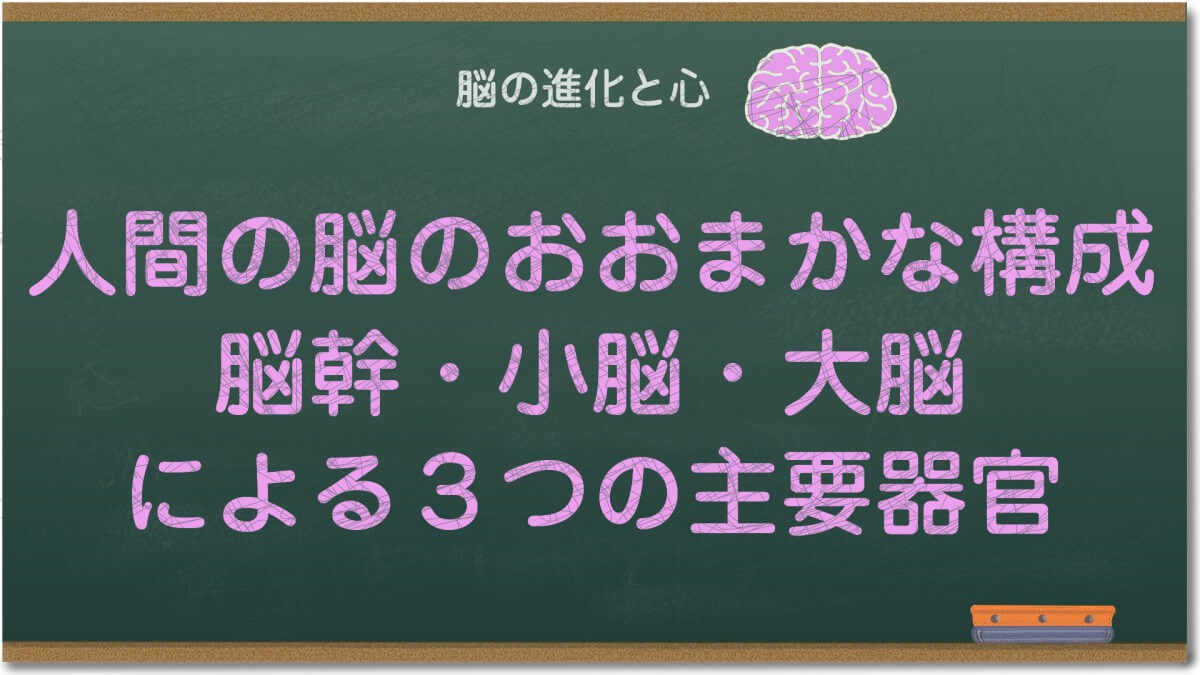 人間の脳のおおまかな構成、脳幹・小脳・大脳による３つの主要器官
