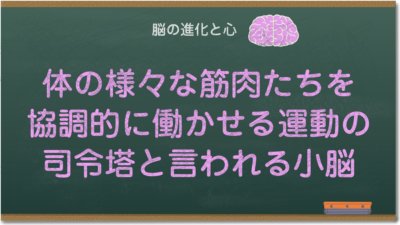 体の様々な筋肉たちを協調的に働かせる運動の司令塔と言われる小脳