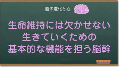 生命維持には欠かせない、生きていくための基本的な機能を担う脳幹