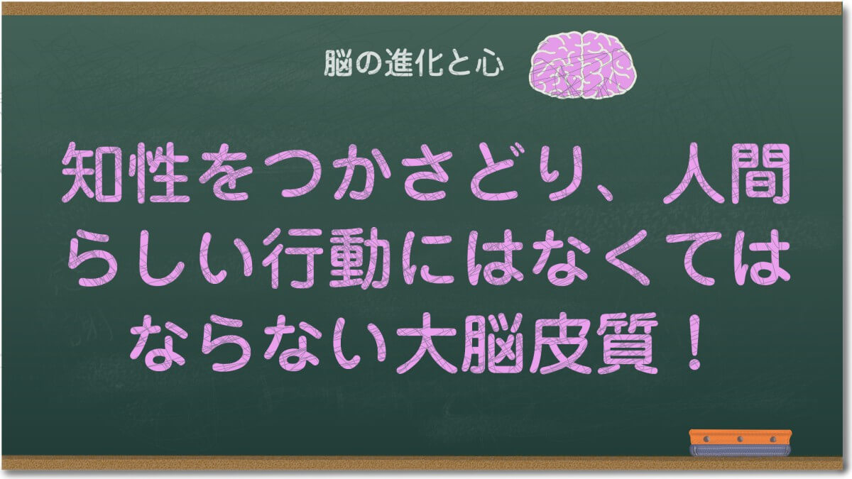 知性をつかさどり、人間らしい行動にはなくてはならない大脳皮質！