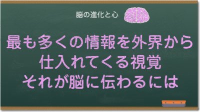 最も多くの情報を外界から仕入れてくる視覚、それが脳に伝わるには