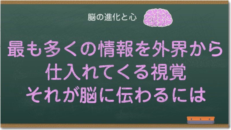 最も多くの情報を外界から仕入れてくる視覚、それが脳に伝わるには