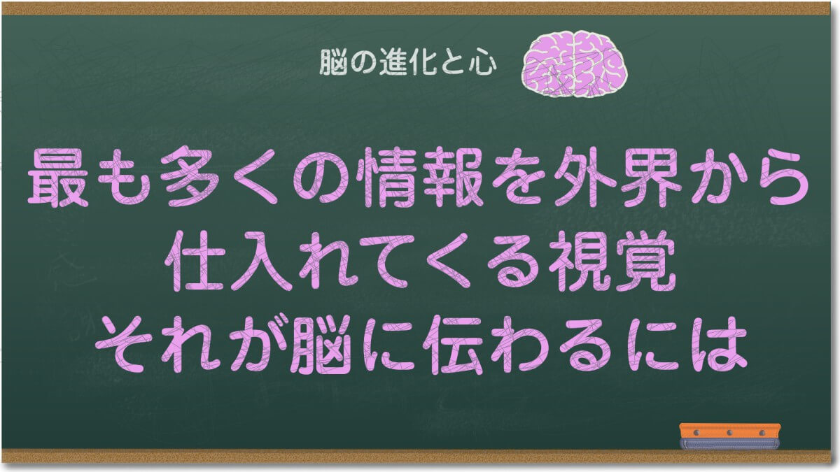 最も多くの情報を外界から仕入れてくる視覚、それが脳に伝わるには