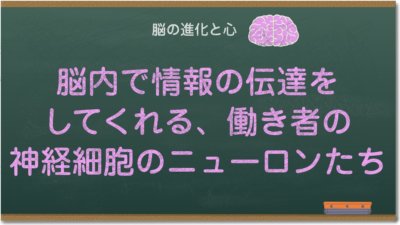 脳内で情報の伝達をしてくれる、働き者の神経細胞のニューロンたち