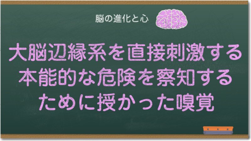 大脳辺縁系を直接刺激する本能的な危険を察知するために授かった嗅覚