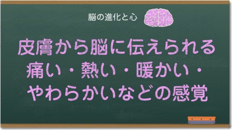 皮膚から脳に伝えられる痛い・熱い・暖かい・やわらかいなどの感覚