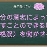 筋肉を働かせる脳