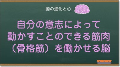 自分の意志によって動かすことのできる筋肉（骨格筋）を働かせる脳