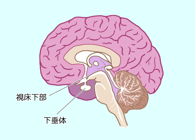 脳下垂体