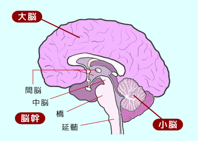 脳の構成